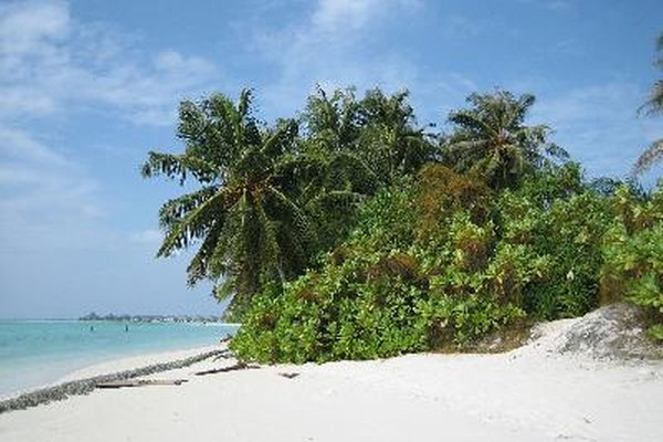 Si llegas estar en una isla desierta, aprende cómo obtener agua dulce.