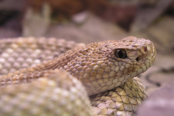 Existe la leyenda de que si el correcaminos es mordido por una serpiente de cascabel, puede comer una hierba que es antídoto.