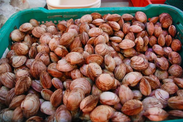 Hay más de 2.000 especies de almejas, y algunas especies son comercialmente cultivadas para el consumo.