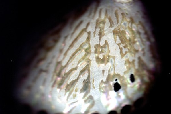 Las conchas de abulón son utilizadas para crear hermosas piezas de joyería.,