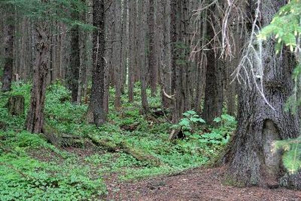 Los bosques tropicales perennes contienen una amplia variedad de plantas y animales.