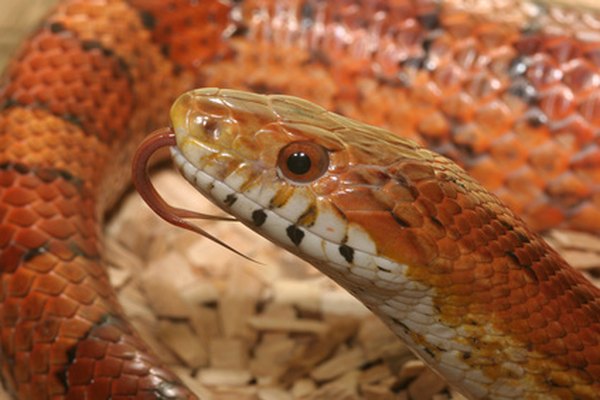 Es importante saber distinguir entre los tipos de serpientes.
