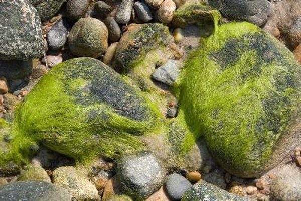 Las algas son responsables de la producción de 30 por ciento por ciento a 50 de oxígeno de la Tierra.
