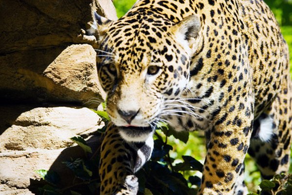 Un jaguar en posición de ataque.