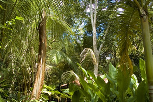 El ecosistema de la jungla está formado por plantas y animales.