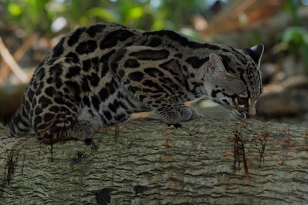 Los ocelotes se encuentran entre las múltiples especies felinas silvestres originarias de Panamá.