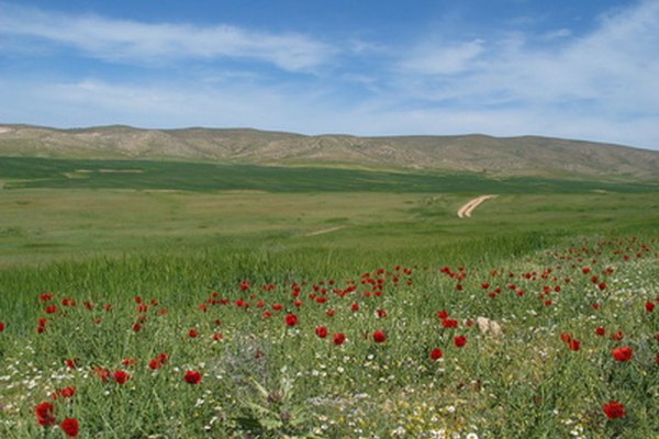 Flores en el desierto de Israel cerca de la ciudad de Arad.