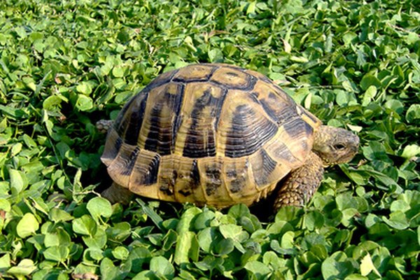 Algunas tortugas hibernan durante los climas más fríos.