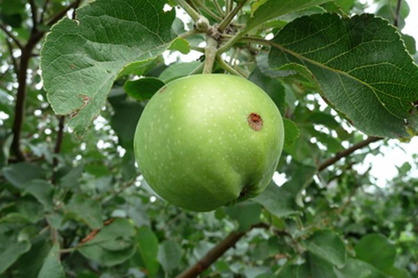 La putrefacción a partir del hongo por lo general se debe a que en la cáscara de la manzana algo se abrió.