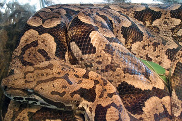 Introducir algunas serpientes toro grandes en tu propiedad puede ser una forma efectiva de repeler especies venenosas.
