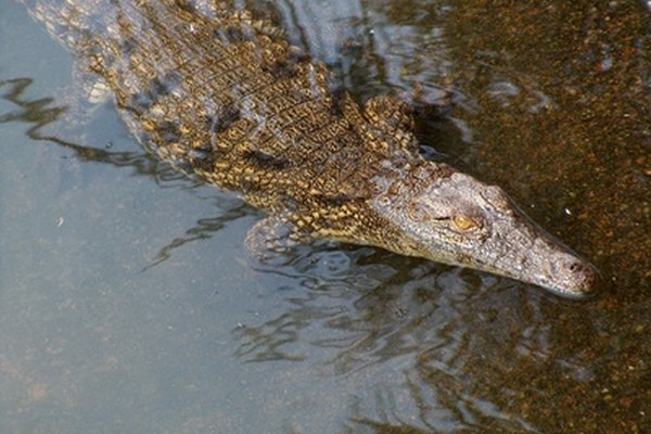 Los jóvenes cocodrilos del Nilo cazan pequeñas presas, como insectos, pequeñas aves y peces.