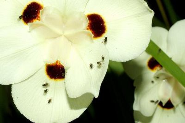 Hay miles de especies de zancudos o típulas.