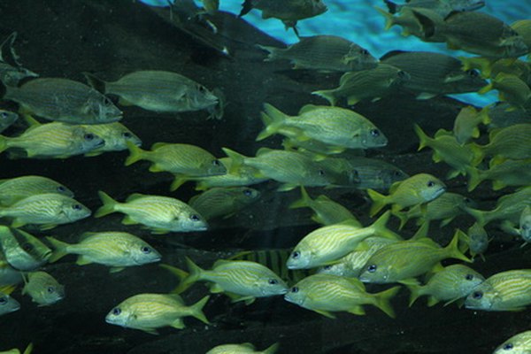 Hay más especies de peces que cualquier otra especie animal.