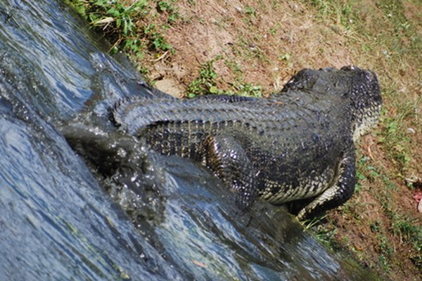 La especie más grande de cocodrilo en el mundo es el cocodrilo de agua salada.