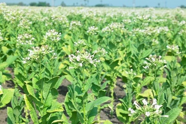 El cultivo de las plantas de tabaco puede ser un pasatiempo gratificante.
