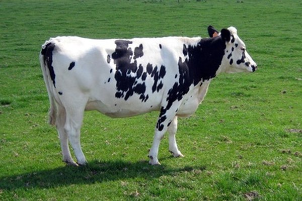 Una vaca en un campo.