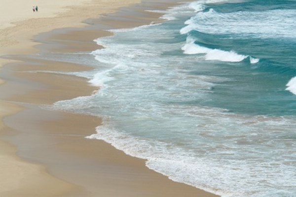 Ciertas plantas son nativas de las playas y toleran el alto contenido de sal.