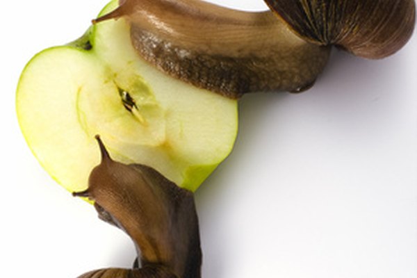 Dos caracoles abandonan sus caparazones para comer una manzana, parte de su dieta natural.