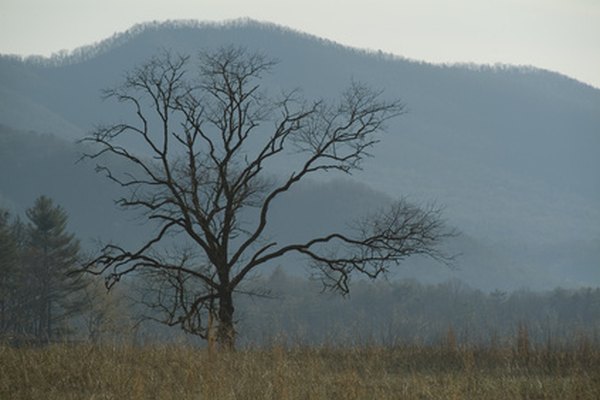 En las montañas Smoky, en Tennessee, hay muchas cabañas.