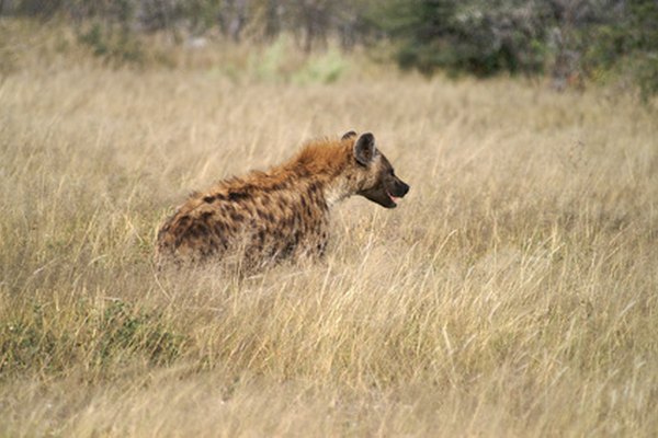 La hiena es un enemigo natural del perro salvaje de África.