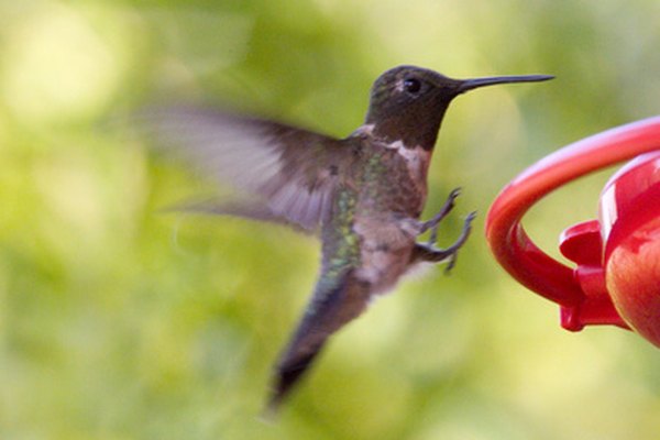 La característica en que todos estamos de acuerdo es que el colibrí es un símbolo de alegría.
