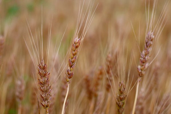 Un campo de trigo rojo sano.