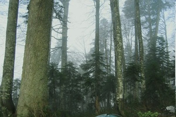 Los bosques tropicales secos son diferentes de las selvas.