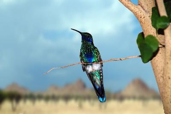 El colibrí es un poderoso símbolo de vida y alegría.