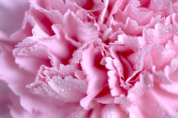Las tijeras dentadas han ganado su nombre de la semejanza de sus cortes a los bordes de los pétalos de las flores rosadas.