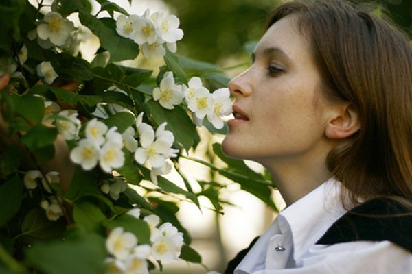 Las flores con esencias fuertes pueden usarse para crear perfumes en casa.