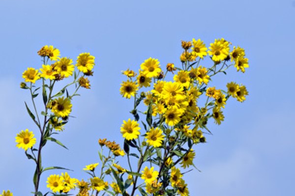 Las flores silvestres se pueden identificar mediante el uso de una clave taxonómica.