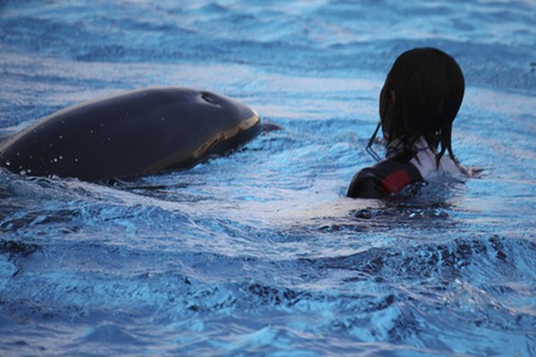 Los delfines parecen disfrutar de las interacciones con los humanos.