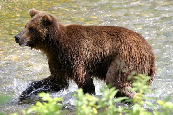 Alaska tiene el 98 por ciento de la población de osos grizzly de los Estados Unidos.