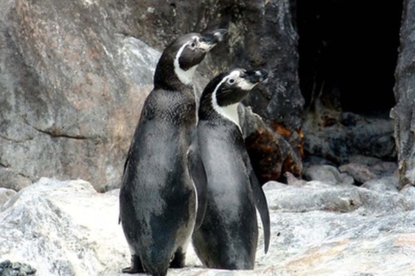 Los pingüinos cuidan de sus crías de forma asombrosa.