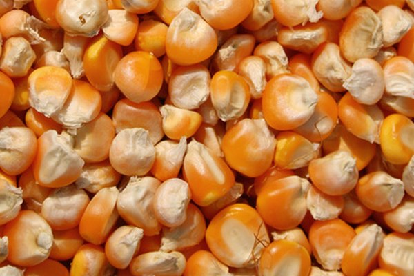 El maíz es un cultivo alimentario ampliamente sembrado en todo el mundo.