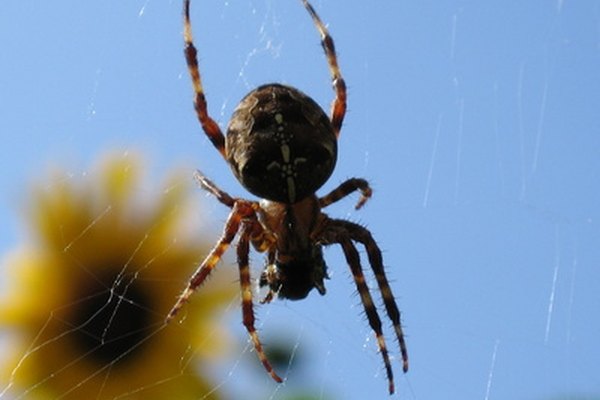 Atrapa y conserva una araña para tu colección de insectos.