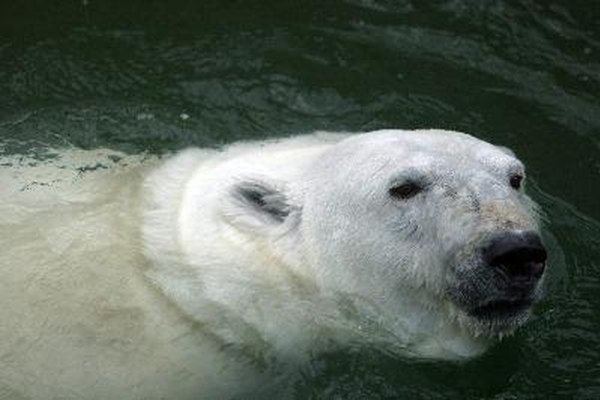 Los osos polares tienen unos enormes pies que los convierten en grandes nadadores.