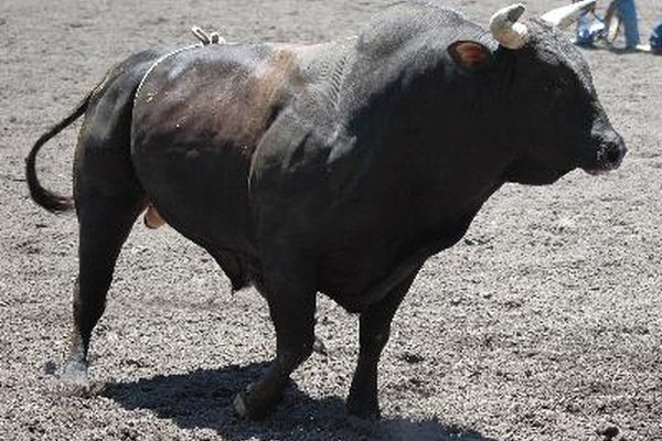 Montar toros mecánicos no es igual a montar toros de verdad.