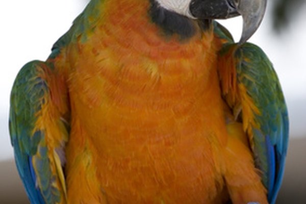 La familia de los loros es un grupo de aves coloridas, con más de 300 especies diferentes.