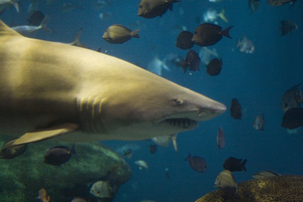 Los tiburones son un depredador de la zona pelágica.