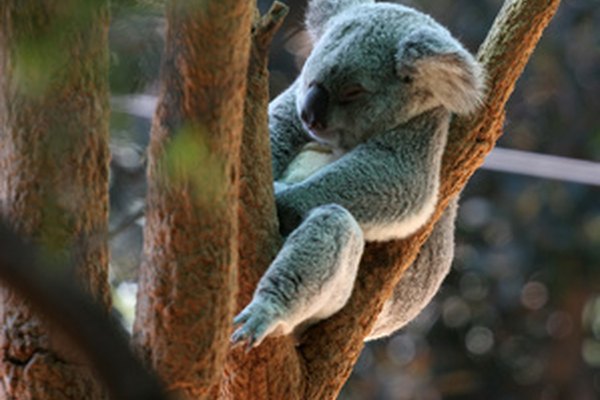 El oso koala es un miembro de la clase taxonómica infra-Marsupialia.