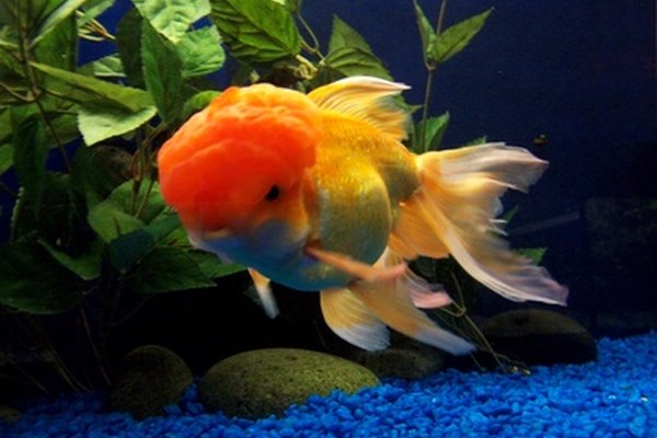 Los peces dorados son peces comunes domesticados.