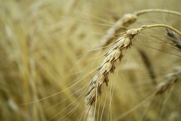 Los granos de trigo contienen proteínas