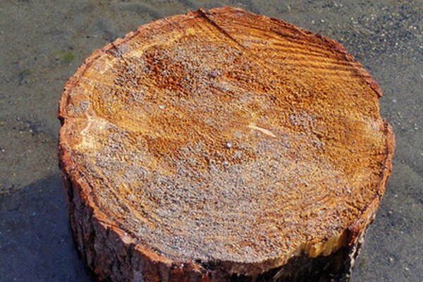 Deja que el tronco se seque directamente al sol antes de usarlo para hacer un proyecto en madera.