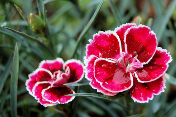 Las rosas alpinas son nativas de un área en Rumanía y de ninguna otra parte.