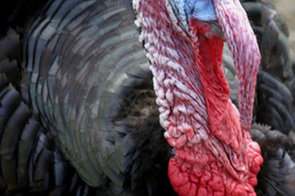 How to Tell a Young Male Turkey From a Female Turkey ...