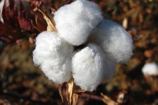 El proceso del algodón comienza en los campos.