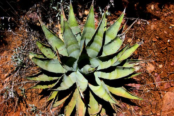 Las plantas de agave se parecen mucho al aloe vera.