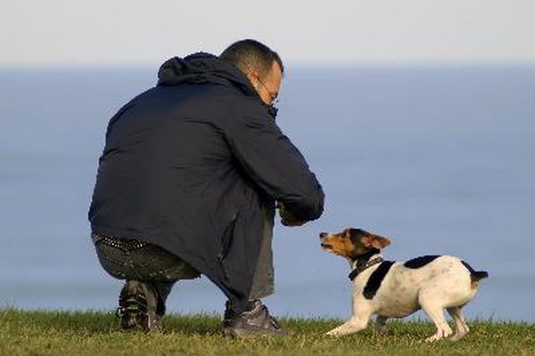 Dedícale tiempo a tu perro.