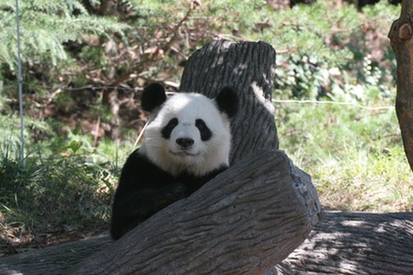 Los pandas gigantes suelen dormir en árboles.